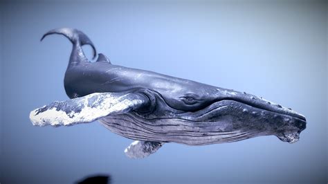humpback whale buy royalty free 3d model by goldenztuff dhjwdwd [2a72200] sketchfab store