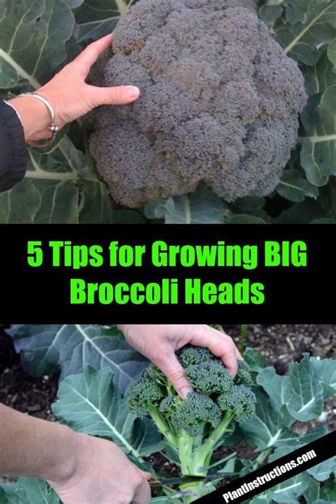 5 Broccoli Growing Tips For A Big Harvest Broccoli Plant Fall Garden