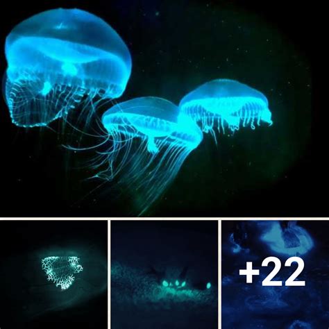 The Incredible Bioluminescent Sea Creatures That Glow