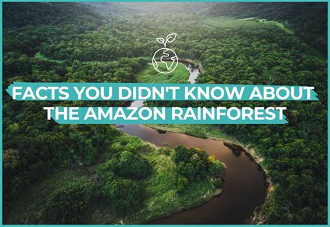 Amazon Rainforest Facts That Will Blow Your Mind