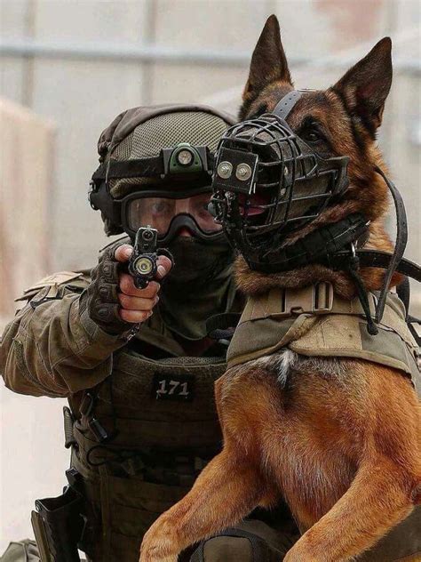Mwd Military Working Dogs Military Dogs K9 Police Dogs Military