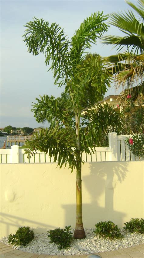 Buy Foxtail Palm Trees For Sale In Orlando Kissimmee Foxtail Palm