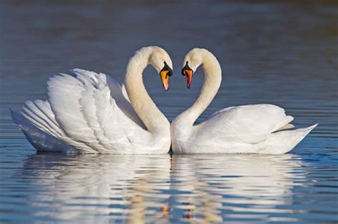 Valentines Day Hearts In Nature Pets And Animals Swan Love Heart