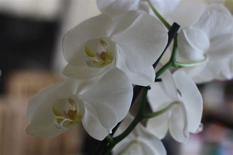 無料画像 自然 工場 白 花弁 植物学 庭園 フローラ 蘭 フラワーズ 閉じる マクロ撮影 開花植物