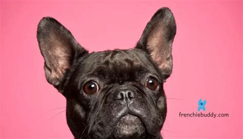 Understand Your French Bulldogs Feelings Through Their Ears Frenchie