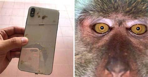 Znalazł Telefon Który Zgubił W Dżungli W środku Znalazł Dziwne Zdjęcia Robione Przez Małpę
