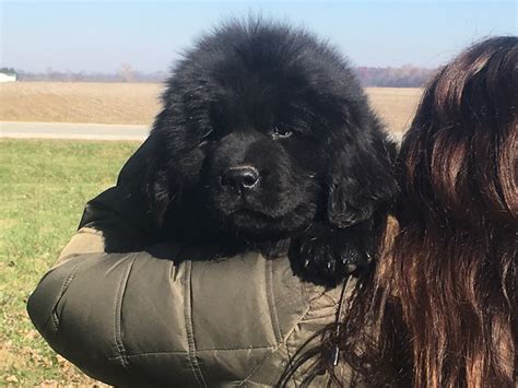 Newfoundland Dog Puppies For Sale Indianapolis In 181617