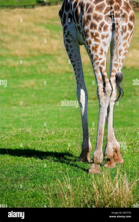 Giraffe Giraffa Camelopardalis Legs Stock Photo Alamy