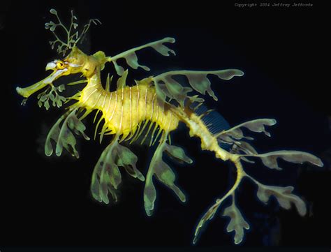 We did not find results for: Leafy Sea Dragon #9, Phycodurus eques