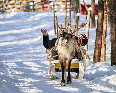 Rendier Met Slee In De Winterbos In Lapland Noordelijk Finland Stock