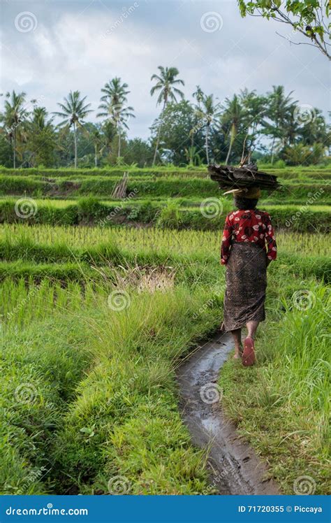 Indonesian Woman Farmer Walking Through The Rice Fields In Ubud Bali Editorial Image Image Of