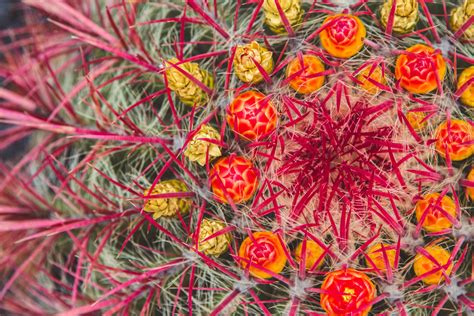 Ferocactus Pilosus Mexican Lime Cactus Gerald Flickr