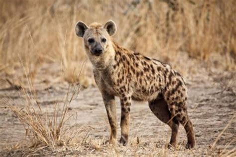 3 Jenis Hyena Yang Ada Di Dunia