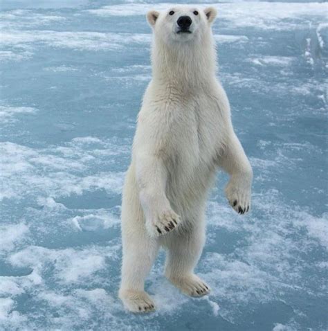Polar Bear Hi There Ijsbeer Polar Bear Images Polar Bears