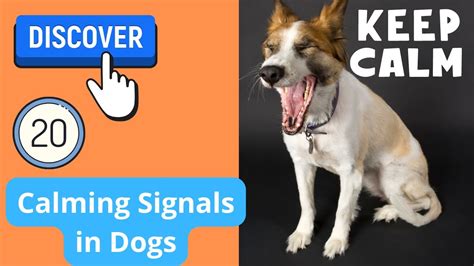 Discover 20 Calming Signals In Dogs Youtube