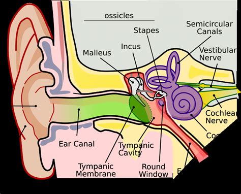 Anatomy Of The Human Ear
