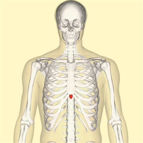 A doctor will diagnose the underlying cause by a physical examination and imaging scans. Xiphoid process - Wikipedia