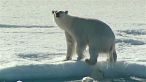 Iqaluit To Host Polar Bear Conservation Meeting Cbc News