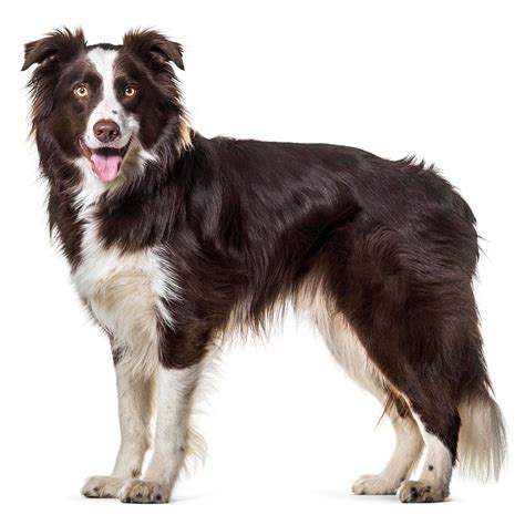 Are Border Collies Good Witg Other Dogs