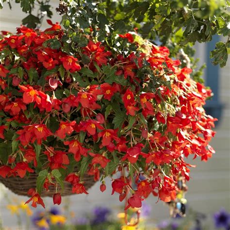 Buy Begonia Bulbs Begonia × Intermedia Bertinii Delivery By Waitrose