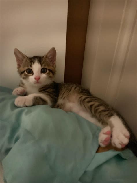 Free Kittens In My Area | Lesmyl Scuisine