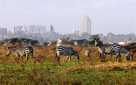 Nairobi National Park Day Tour Sierra Safaris