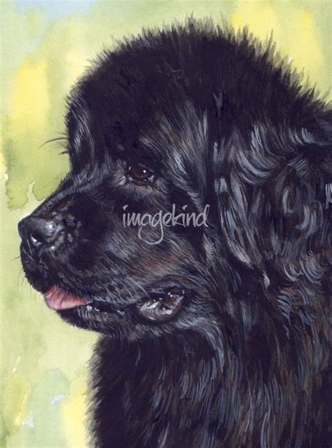 Stunning Newfoundland Dog Artwork For Sale On Fine Art Prints