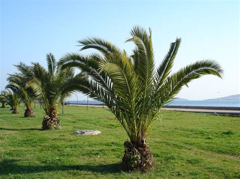 Small Palm Tree Free Photo Download Freeimages