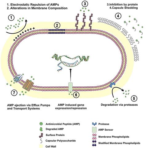 Frontiers Resistance Mechanisms To Antimicrobial Peptides In Gram