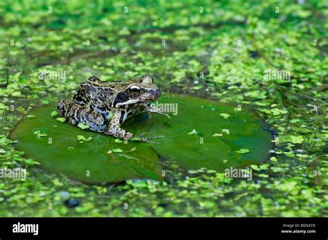 European Common Brown Frog Rana Temporaria Sitting On Water Lily Pad