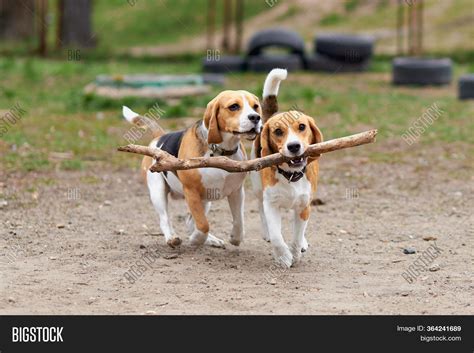 Two Beagle Dogs Play Image And Photo Free Trial Bigstock