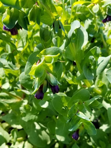 Honeywort Aka Blue Shrimp Plant Aka Blue Wax Flower Seeds Certified