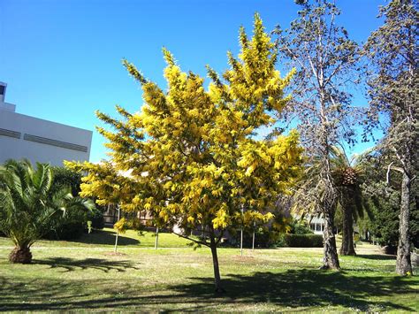 Árboles Con Alma Mimosa Plateada Acacia Dealbata