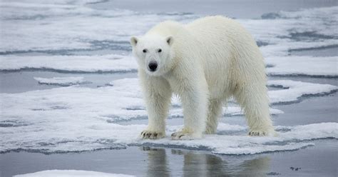 Polar Bears To Become Extinct By 2100 Study