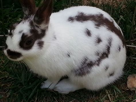 Polish Bunny White With Brown Markings Bunny Animals Lovable