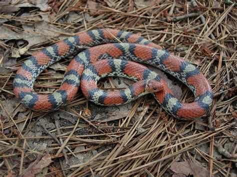 Cemophora Coccinea Copei Northern Scarlet Snake Angelina Flickr