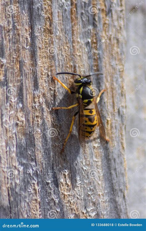 15 Wasps Eating Wood Edouardmilagros