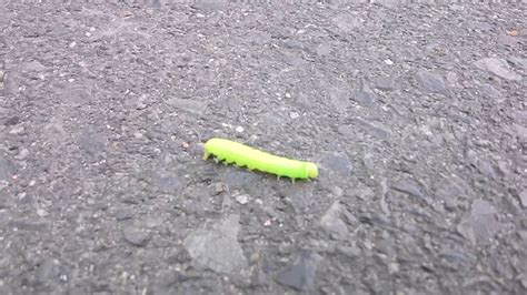 Tiny Green Caterpillar Youtube