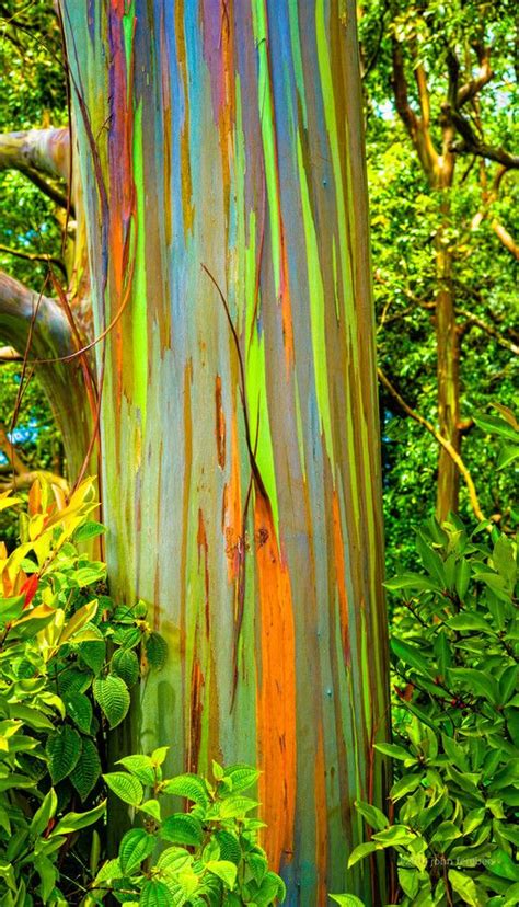 Rainbow Eucalyptus Rainbow Eucalyptus Tree Rainbow Eucalyptus