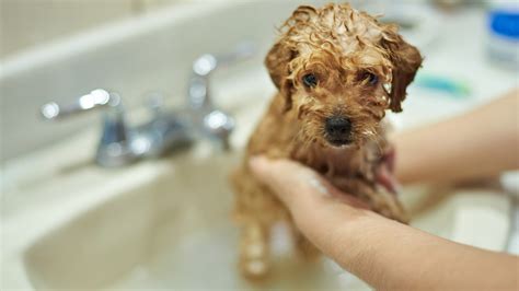 Tips For Bathing A Puppy Bechewy