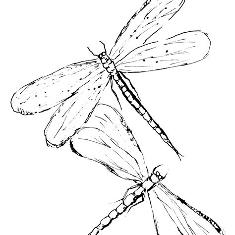 Two Dragonflies Sketch Diane Antone Studio