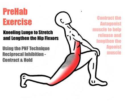 The hip flexor muscle is also known as the iliopsoas muscle. Kneeling Lunge Stretch for Hip Flexors- Tight muscles ...