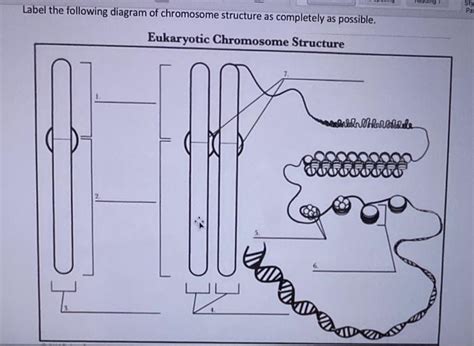 Solved Ding Sty Pa Label The Following Diagram Of Chromosome Chegg Com