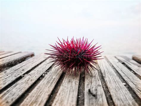 Pink Sea Urchin Texture Stock Image Image Of Animal 13291085