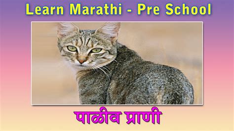 Domestic Animals In Marathi Learn Marathi For Kids Marathi Grammar
