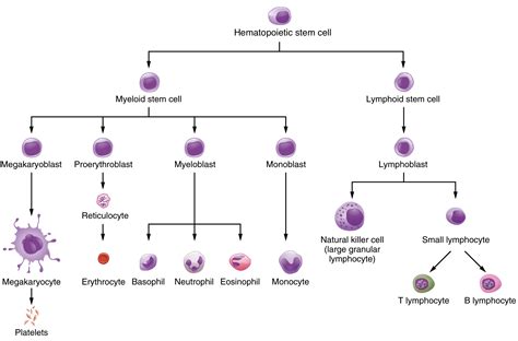 Blood Components Chart Bamil