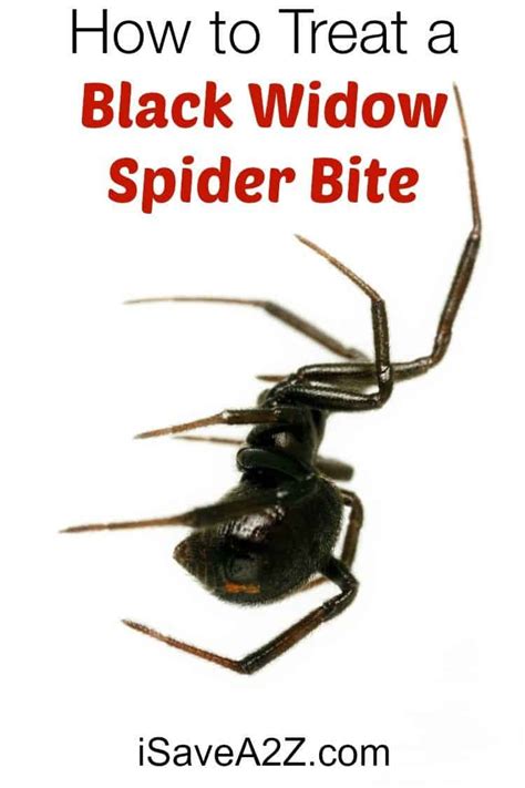 Bite symptoms, stages, & treatment. How to Treat a Black Widow Spider Bite - iSaveA2Z.com