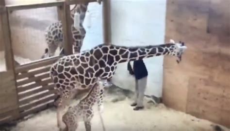 Lets Watch April The Giraffe Kick Some Dude In The Dick