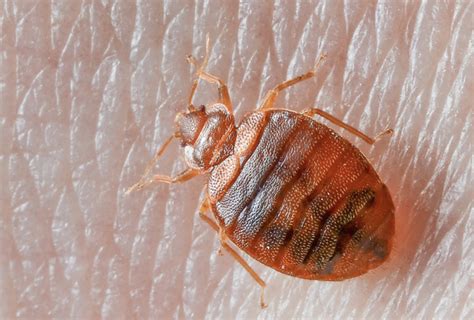 Bed Bug Identification Guide Biology Size Color And Anatomy