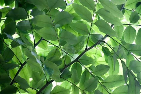 Beautiful Nature Of Green Leaves Canopy Show Pattern And Texture Stock